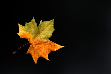 autumn leaf against black background