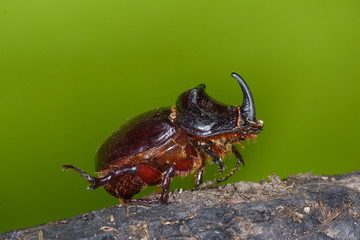 string of rhinos beetle outdoor