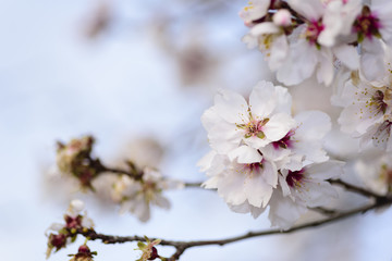 Blooming tree at winter, fresh white flowers on the branch of almond tree, plant blossom blurred background, seasonal nature beauty, dreamy soft focus picture