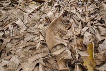 dry banana leaf