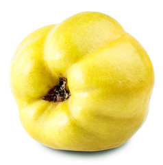 apple quince