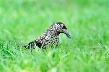 nutcracker (nucifraga caryocatactes) in the grass