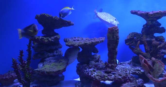 Fishes in Aquarium, Blue-Face Angel Acanthurus Leucosternon, Clown Coris, Behind The Glass, Mobile Phone