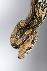 Boa constrictor - Würgeschlange