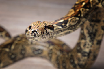 Boa constrictor - Würgeschlange