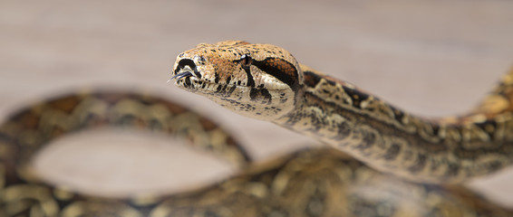 Boa constrictor - Würgeschlange