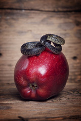 Fototapeta premium Kornnatter Schlange auf rotem Apfel auf altem Holz
