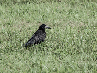 Black crow on the green grass