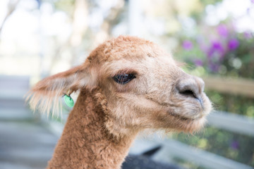 Obraz premium Alpaca(Mud horse)