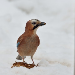 jay in natural habitat (Garrulus Glandarius)