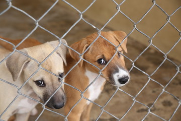 Thai dog in cage waiting adopt to new home