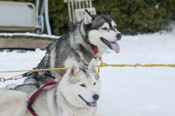 Siberian Huskys im Training