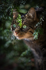 Hauskatze bei der Jagd in der Natur