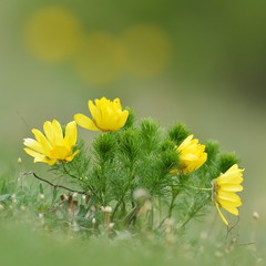 Yellow Pheasant's eye. Spring flower on calcareous dry meadow. W