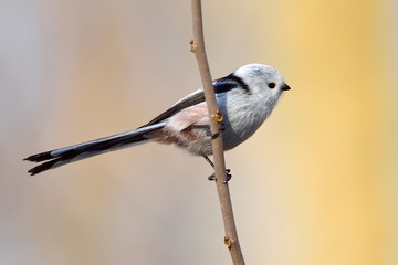 long tailed tit in natural habitat (aegithalos caudatus)