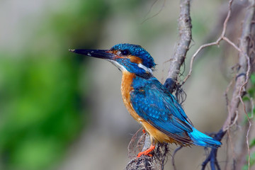 Obraz premium kingfisher (alcedo atthis)