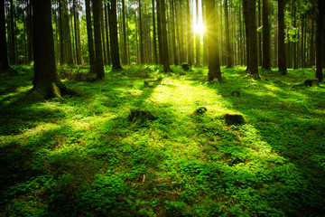 Sun beam in a green forest.