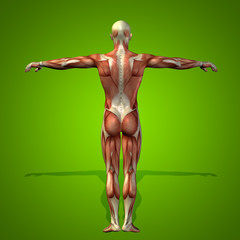 Conceptual 3D human man health anatomy