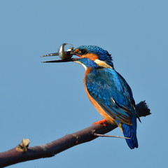 kingfisher (alcedo atthis) in natural habitat