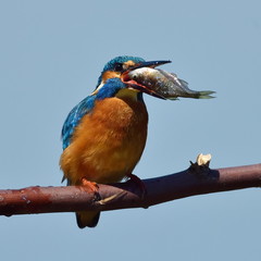 kingfisher (alcedo atthis) in natural habitat