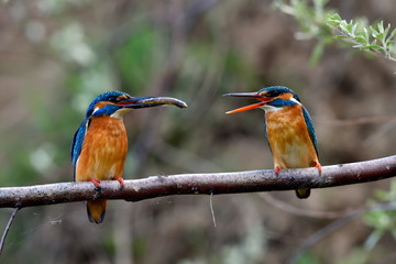 kingfisher in natural habitat (alcedo atthis)