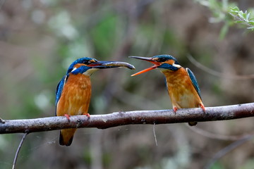 two kingfishers on branch in mating season ( alcedo atthis)