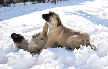 Kangal Köpeği Yavrusu