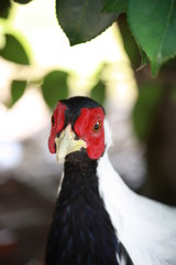 Face of a Lophura nycthemera on the Isola Madre Italy 