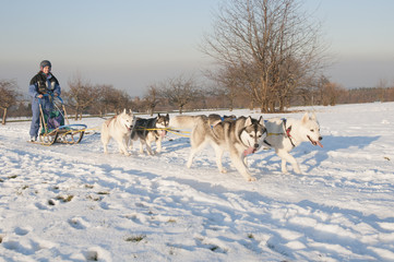 Siberian Huskys im Training