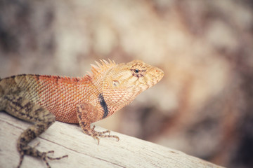 Brown thai lizard on tree