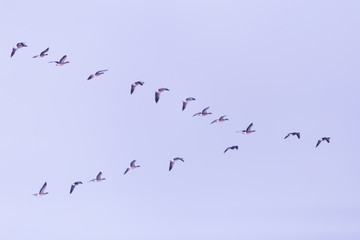 Flock of migrating bean geese