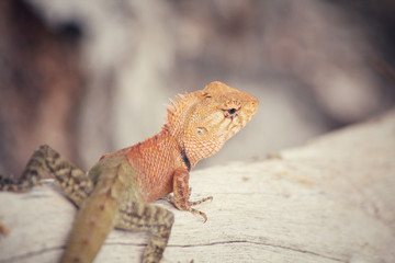 Brown thai lizard on tree
