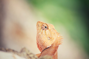 Brown thai lizard on tree