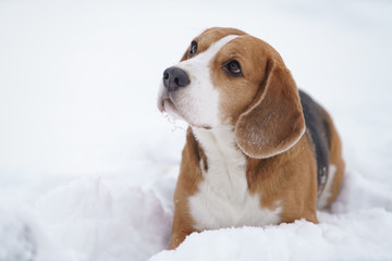 beagle dog outdoor portrait walking in snow