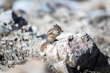chipmunk eating something on rock in the national park of banff in the rocky mountains of alberta canada