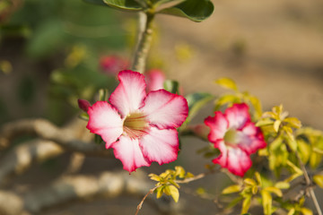 Beautiful tropical flowers