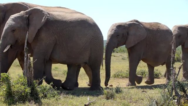 Herd of elephants passing by in Addo Elephant National Park South Africa