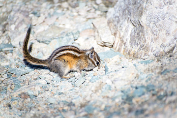 chipmunk looking for food in the middle of rocks in the national park of banff in the rocky mountains of alberta canada