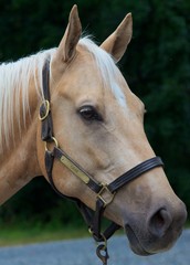 Palomino Horse