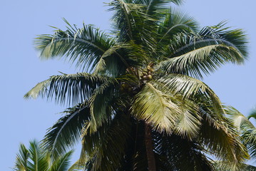 Fototapeta na wymiar Кокосовые пальмы 