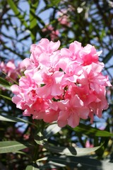 Oleander pink blooms on Lake Como, Italy 