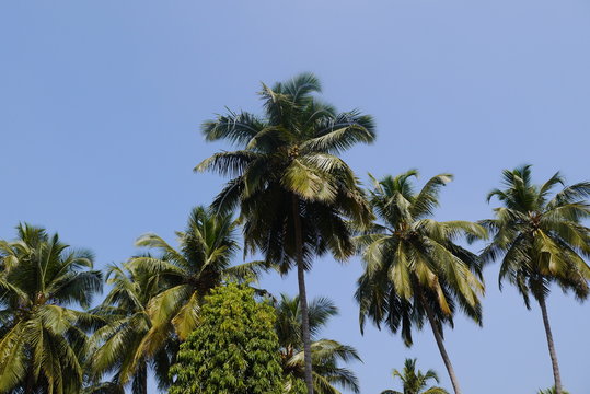 Кокосовые пальмы 
