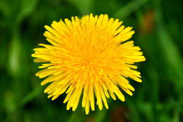 Dandelion close up on a background of green grass