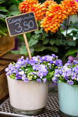 flower shop - campanula