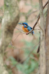 止まり木のカワセミ