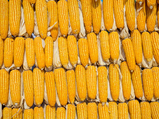 row of dried raw grain of corn