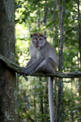 Naklejka na ściany i meble Long-tailed macaque, Macaca fascicularis