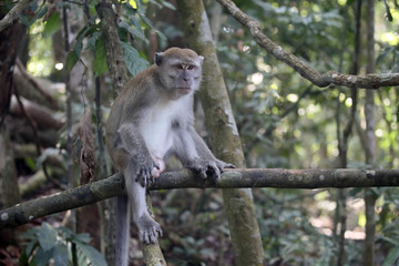 Long-tailed macaque, Macaca fascicularis