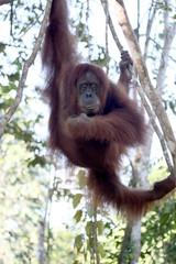 Orang utan, Pongo abelii