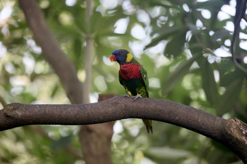 Rainbow lorikeet or lory, Trichoglossus haematodus